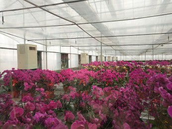 青州花卉温室大棚项目